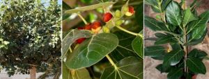 Ficus Benghalensis