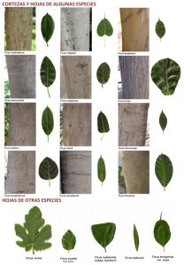 Ficus corteza y hojas